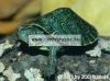 Sera Reptil Professional Carnivor  250ml prémium teknőstáp (001820)