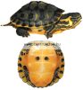 Sera Reptil Professional Carnivor Nature 1000ml prémium teknőstáp (001822)