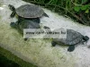 Sera Raffy P Nature Víziteknős táp 10l prémium minőségben (001890)