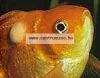 Sera Baktopur  50 ml halgyógyszer baktériumos fertőzésre (002550)