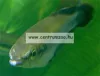 Sera Baktopur  50 ml halgyógyszer baktériumos fertőzésre (002550)