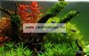 Sera Floredepot 4,7 Kg Növény Táptalaj 100 Literhez  (003385)