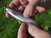 Delphin Realix 3D 13cm 2db műcsali Perch (101005650)