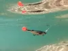 Delphin Realix 3D 13cm 2db műcsali Perch (101005650)