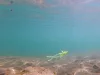 Delphin B! Stinx Nympha 2.5cm  20db NEON (101005776)
