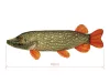 Delphin PIKY Plüss csuka 60cm (101006074)