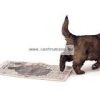8In1 Training Pads 30db kutyapelenka 60x60cm (102281)