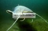 Daiwa Exceler Catfish Boje 2,7m  200-600g harcsás bot (11818-276)