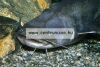 Daiwa Exceler Catfish Boje 3,0m  200-600g harcsás bot (11818-306)