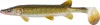 Balzer Shirasu Clone Uv Shad Pike Gumihal 15Cm  (0013678015) Csuka Forma