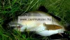 Sbs 3 In One Turbo Bait Dip - Squid Octopus & Strawberry Jam Polip-Tintahal-Eperkrém 80ml (14140)