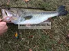 Berkley® Warpig™ 75mm 14g Yellow Perch Vertikális Wobbler  (1422827)