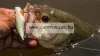 Berkley® Warpig™ 75mm 14g Yellow Perch Vertikális Wobbler  (1422827)