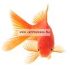 Tetra Pond Goldfish Mix Complete 10 l tavi haltáp (145245) -gazdaságos kiszerelés