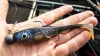Abu Garcia Beast Zander Shad 90mm gumihal Fegis (1517122)