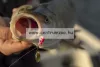 Berkley® Pulse Spintail 50mm 5g wobbler (1519484) Sambal Ayu