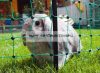 Kerbl Rabbit Netting Park Nyúl Vagy Kisállat Karám 12Fm (292209)
