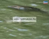 Merítő Dynamite Baits Carp Spirit Landing Net Merítőháló Fix szögletes 60x50cm gumírozott 220cm nyél (5053220)