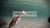 Lineaeffe Squid Catcher Jig Rhfn Tengeri Műcsali 5,5g (5096820) - Pinkhead
