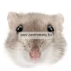 Ferplast Hamster Tris 3 Szintes Felszerelt Hörcsög Ketrec (57018411)