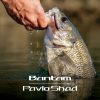 Shimano Bantam Pavlo Shad 59mm 6g - T00 Pond Smelt (59VZM306T00)