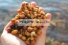 Tigrismogyoró Tigernuts (Chufa) Standard 12mm-ig  5kg New