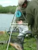 Cygnet - Sniper Weight Tripod V2  - 3 lábú mérlegelő állvány (603105)