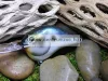 Rapala DT10 Dives-To Series - Crankbaits Ikes Custom 6cm 12g wobbler - LBL (DT10LBL)