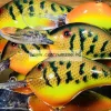 Rapala DT14 Dives-To Series - Crankbaits Ikes Custom 7cm 22g wobbler - PNGN (DT14PNGN)