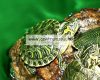 Ferplast Haiti 40 felszerelt teknős terrárium 41,5x21,5x16cm (62004023)