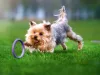 Puller Micro - Dog Toy Kutya Játék húzogató és dobó karika 12,5cm 2db (86780099) 6489EN