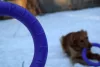 Puller Micro - Dog Toy Kutya Játék húzogató és dobó karika 12,5cm 2db (86780099) 6489EN