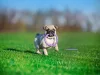 Puller Micro - Dog Toy Kutya Játék húzogató és dobó karika 12,5cm 2db (86780099) 6489EN
