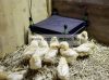 Kerbl Heating Plate Cosyheat For Chicks 25W 30x30cm -  naposcsibe melegítő (Műkotlós) (70420)