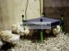 Kerbl Heating Plate Cosyheat For Chicks 50W 50x40cm - naposcsibe melegítő (Műkotlós) (70421)