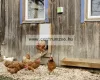 Kerbl Automatic Chicken Door Set - Automata Baromfi ház ajtónyitó-záró szett 30x40cm ajtóval (70546)