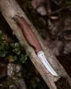 Marttiini Mushroom Knife Kerääjä gombász kés bőr tokkal 18cm (709016)