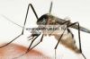 Mosquito Fishing Cap szúnyoghálós arcvédő sapka (74306-004)