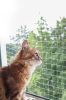 Kerbl Cat Netting macskavédő macskaháló ablakra 2x3m (82653)
