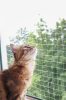 Kerbl Cat Netting macskavédő macskaháló ablakra 6x3m (82655)