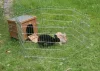 Kerbl Small Animal Hutch Outdoor Nyúl, Görény, Kisállat Ház 36x36x40cm (82740)