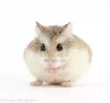 Savic Rody Hamster hörcsögvár - 55x39x26cm (A0166)