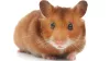 Savic Rody Hamster hörcsögvár - 55x39x26cm (A0166)