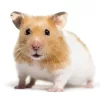 Savic Rody Hamster hörcsögvár - 55x39x26cm (A0166)