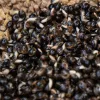 Dynamite Baits Frenzied Hempseed Natural 350g csalizó kender (DY202)
