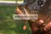 Dynamite Baits The Source  Wafters Dumbells 15mm bojli (DY1221)