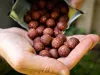 Dynamite Baits Big Fish Hot Crab & Krill bojli 15mm 1kg (DY1640) rák ízben