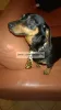 Camon Cravattina Per Cane - Nyakkendő Kutyáknak (C714/E)