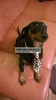 Camon Cravattina Per Cane - Nyakkendő Kutyáknak (C714/E)