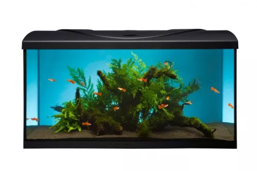 Diversa 50 Led Expert 10W Startup Black Egyenes 38 literes felszerelt akvárium szett (119683)